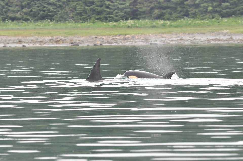 killer whale dorsal fin and eye patch