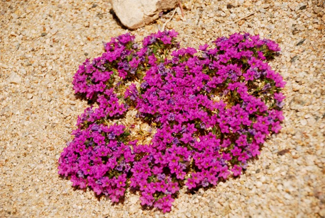 Magenta-purple flowers in a low bunch. Photo: Horace Birgh.