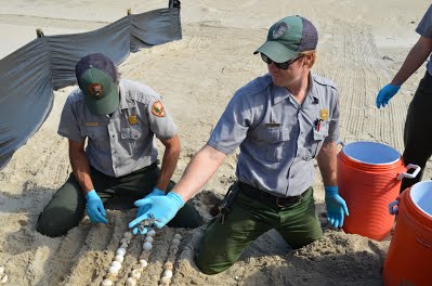 Resource Management staff with baby sea turtle