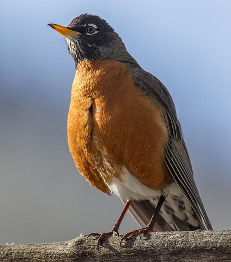 An american robin on a branch