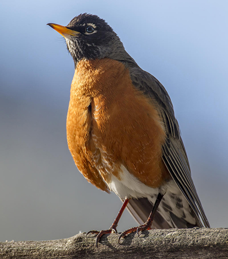 American robin An american robin on a branch