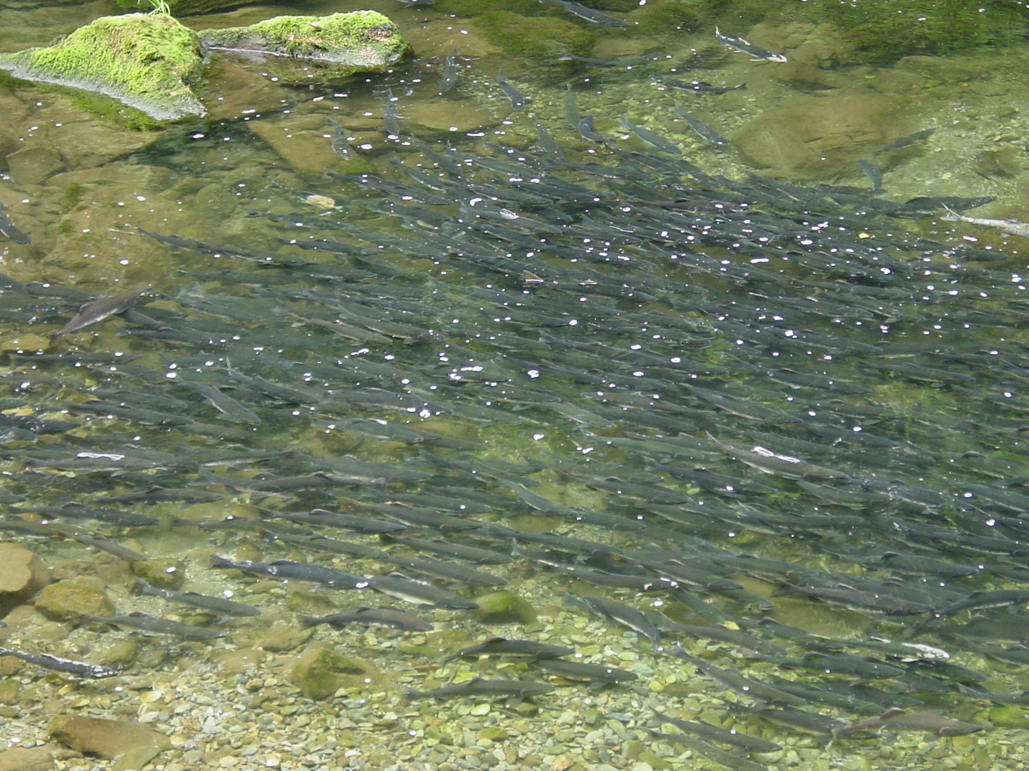 salmon in Indian River, Sitka, Alaska