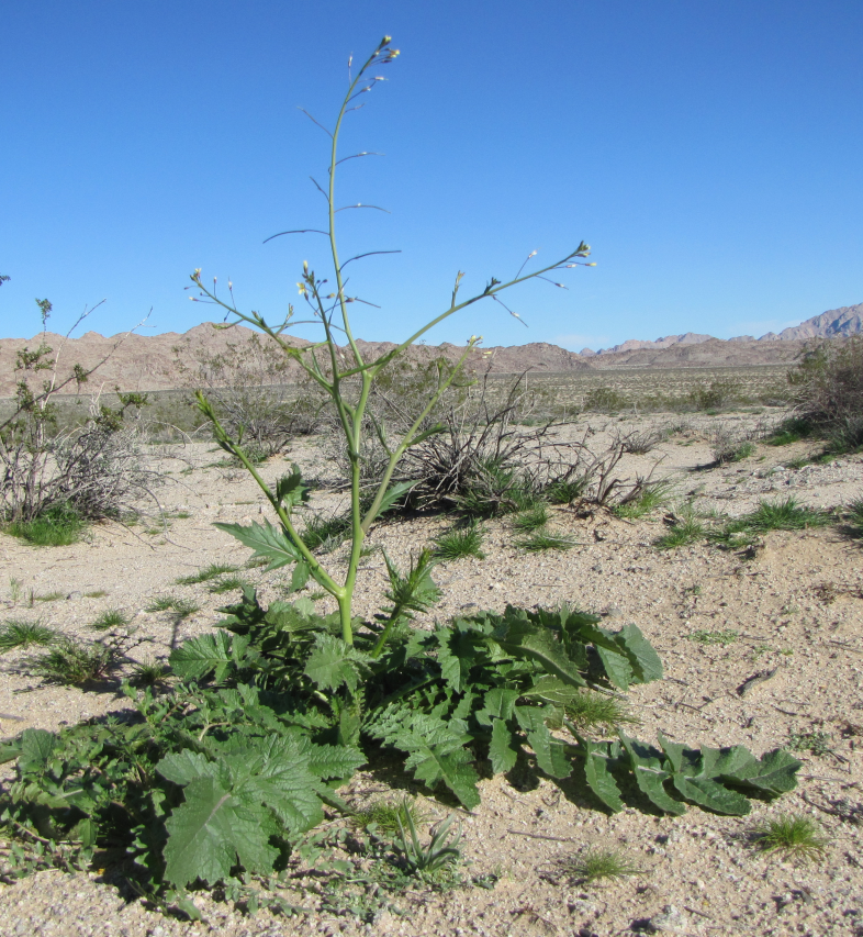 Saharan mustard Scraggly, tall mustard in a sand dune area. Photo: NPS / Neil Frakes