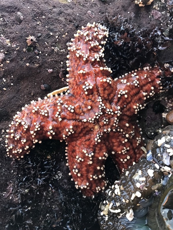 Photo of an Ochre Sea Star