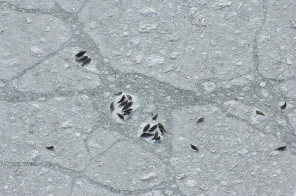 harbor seals on ice