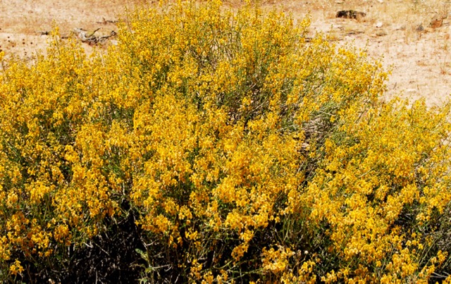 Bright yellow flowers cover a bush. Photo: Horace Birgh