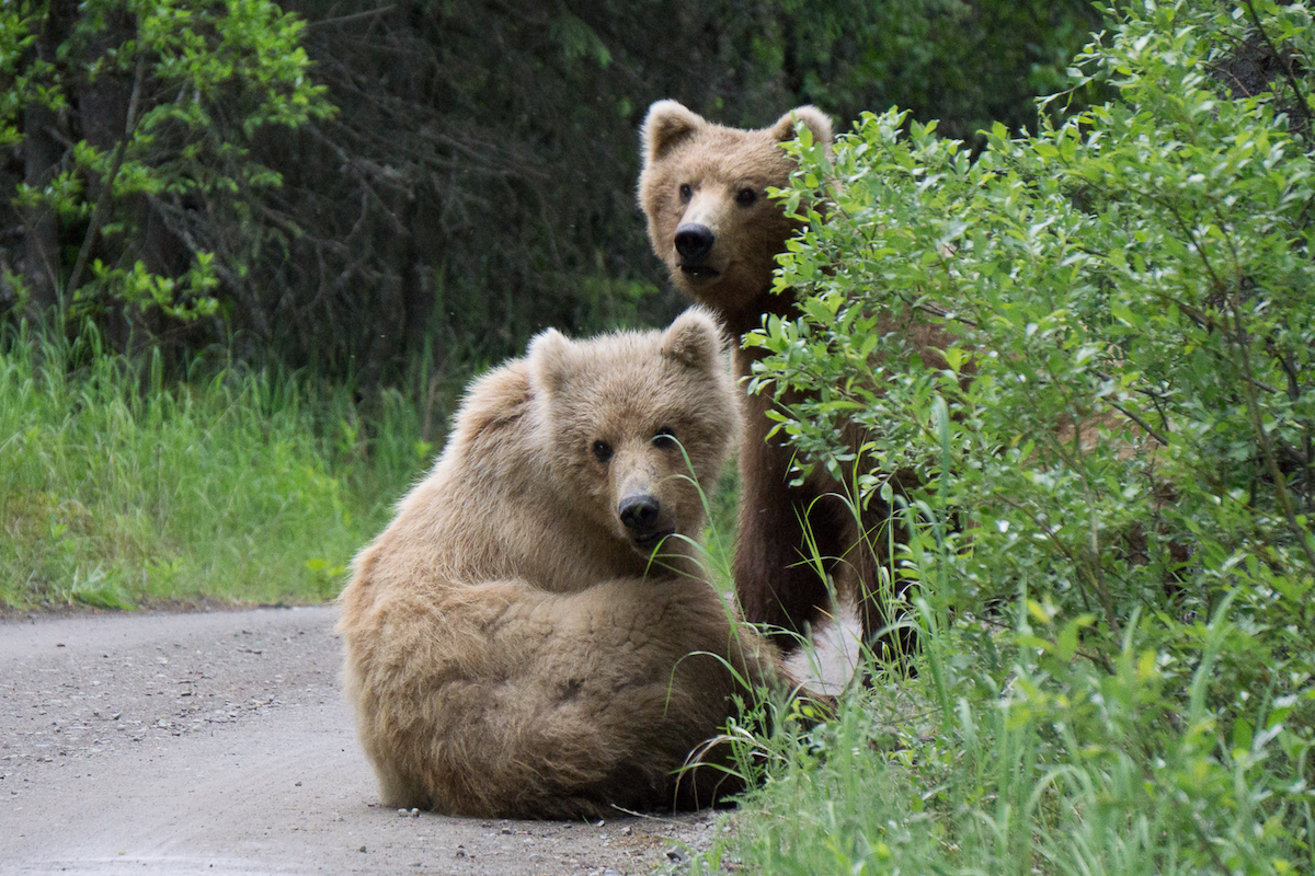 Two subadult bears sit on a dirt road