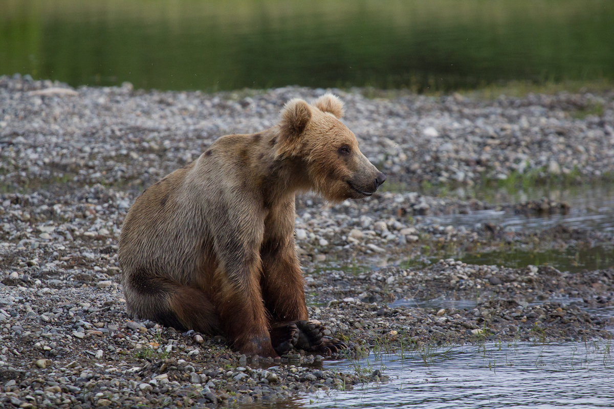 A young subadult bear stands near a river
