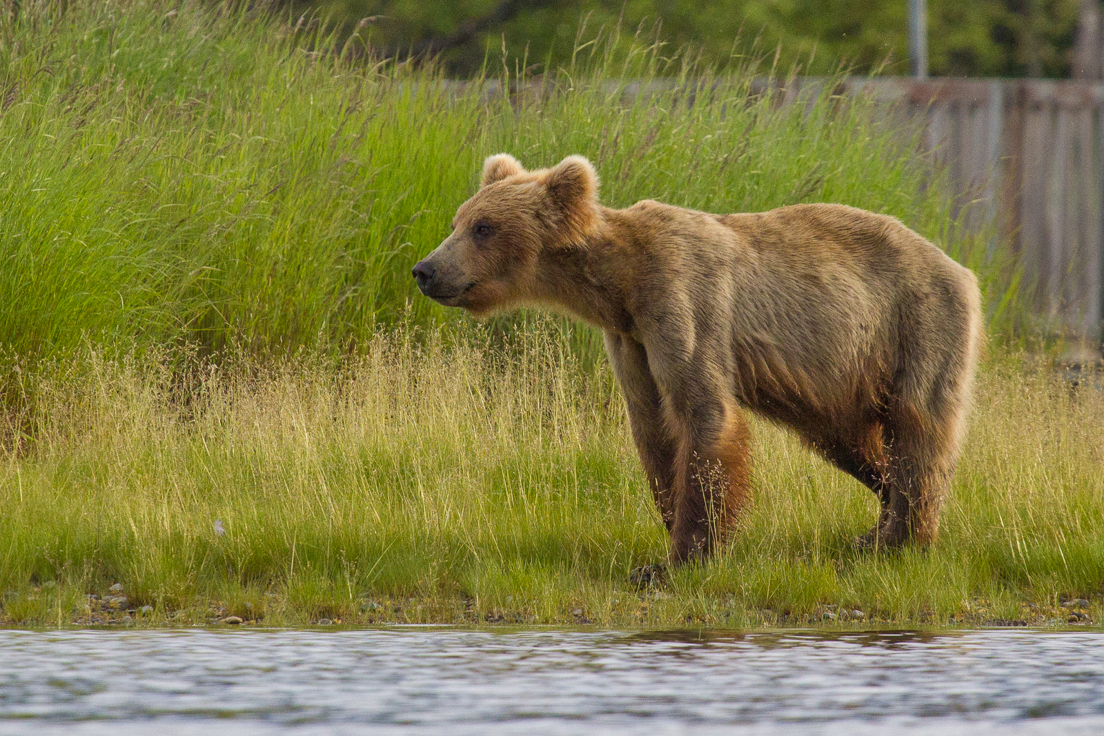 A young subadult bear stands near Brooks River
