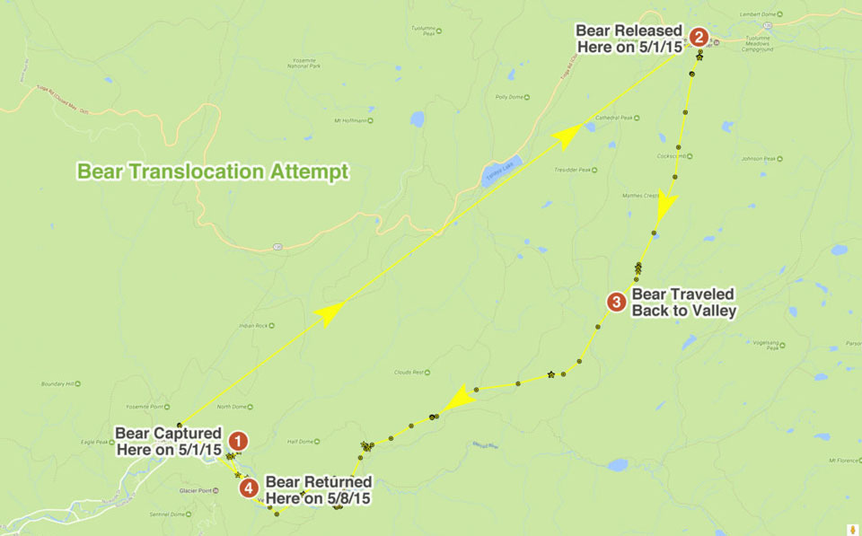 GPS track showing path bear took from Tuolumne Meadows back to Yosemite Valley GPS track showing path bear took from Tuolumne Meadows back to Yosemite Valley