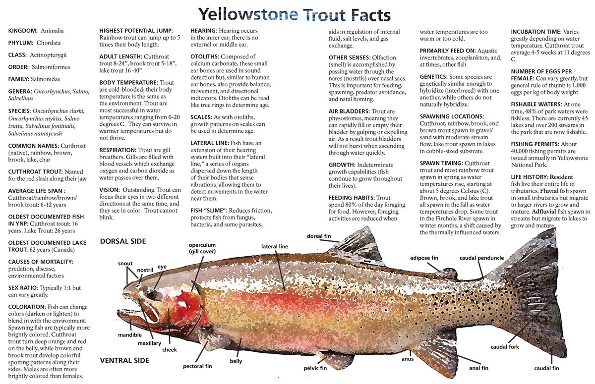 Trout Facts from Yellowstone Science 25(1)