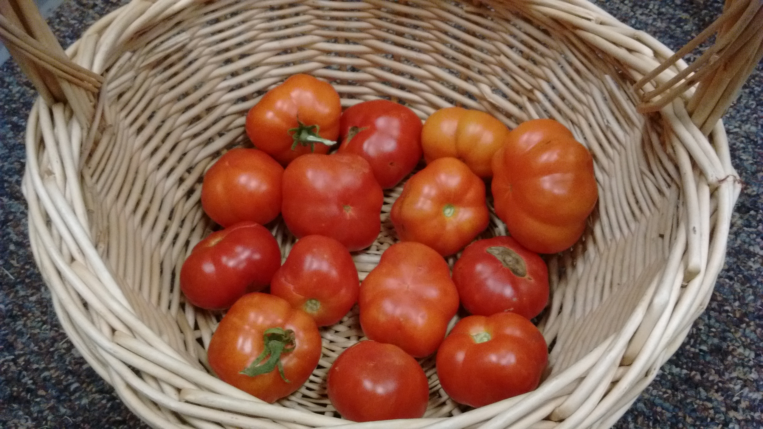 Bowl of tomatoes. Bowl of tomatoes.