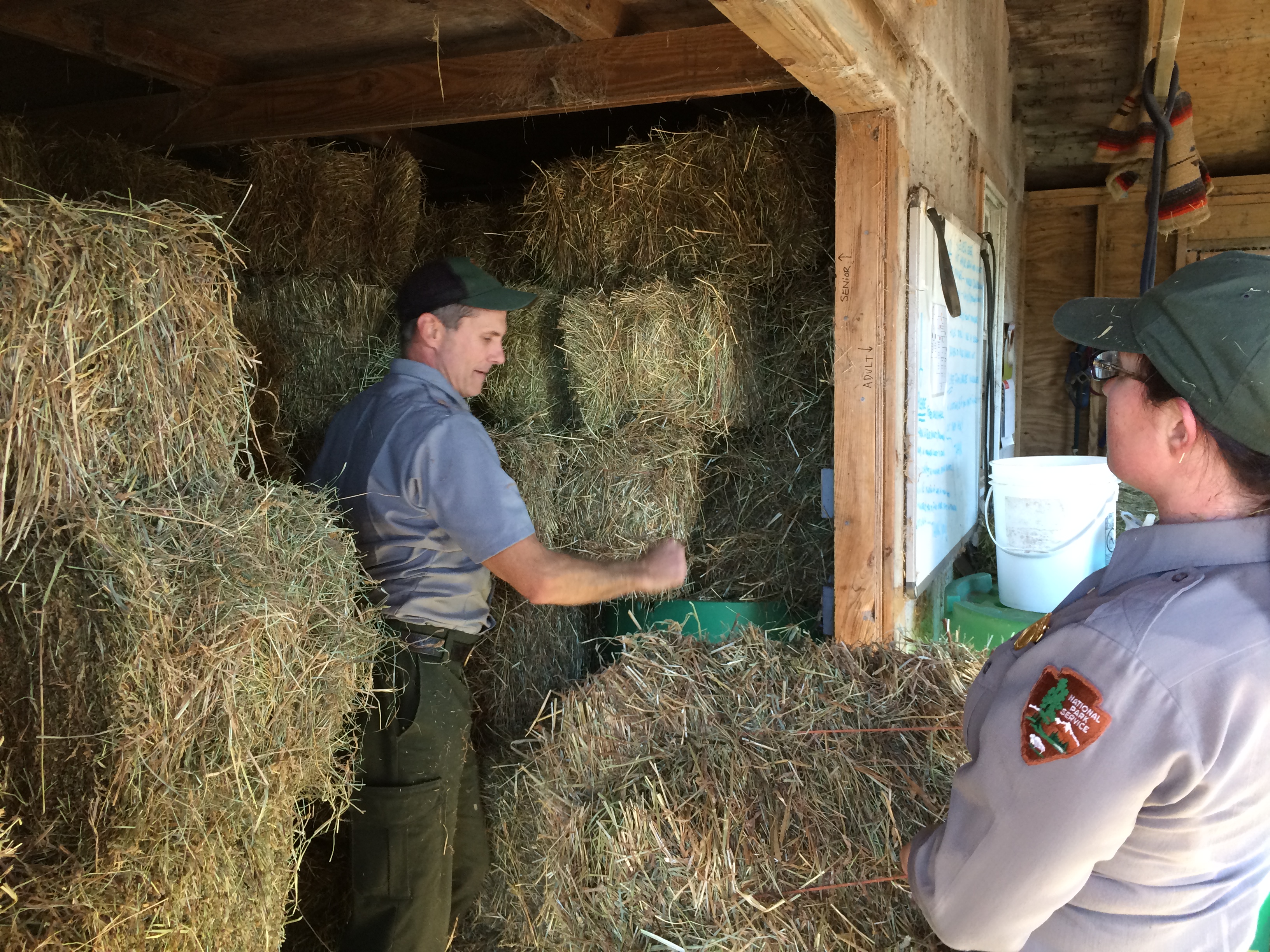 Staff unload hay for the ponies.