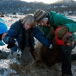 A Wildlife Health team hold a blindfolded elk in their lap as they take a sample of its blood.