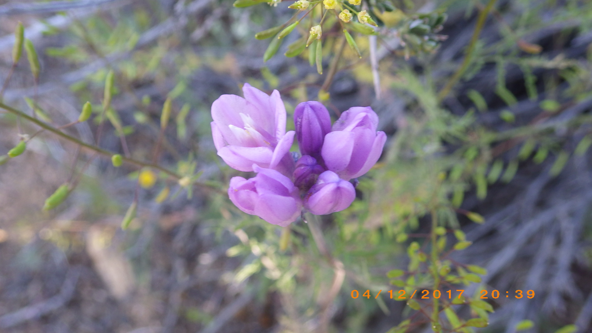 Color photo of a bunch of purple flowers on a bush.