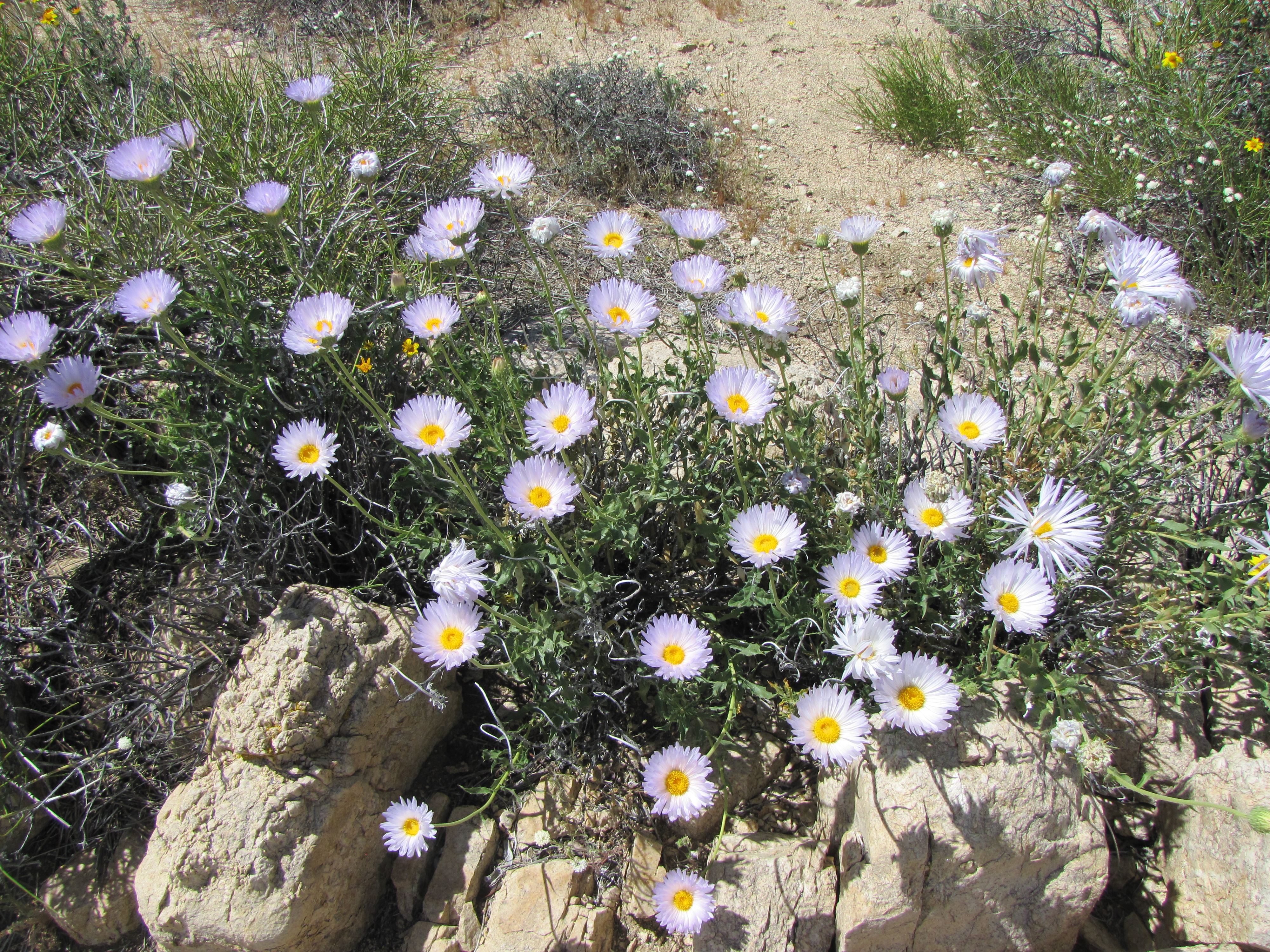 Color photo of purple asters in a bunch in desert landscape.
