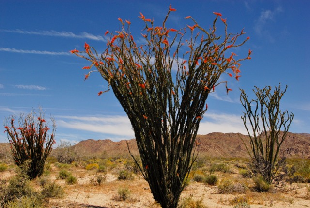 Flowering Ocotillos Color photo of a blooming ocotillo. Photo: Horace Birgh