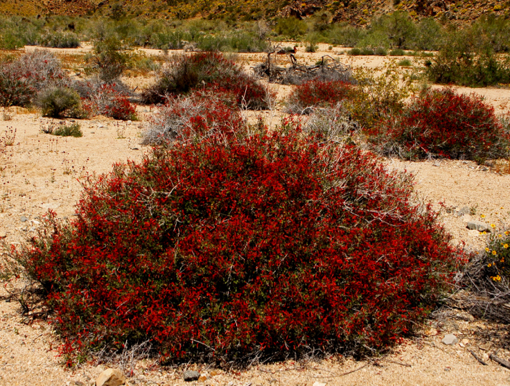 Color photo of bright red flowers of chuparosa. Photo: Horace Birgh