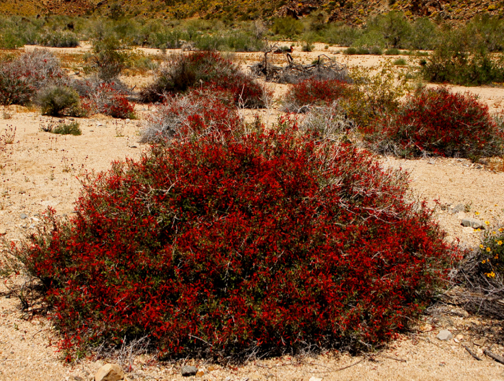 Chuparosa bush Color photo of bright red flowers of chuparosa. Photo: Horace Birgh