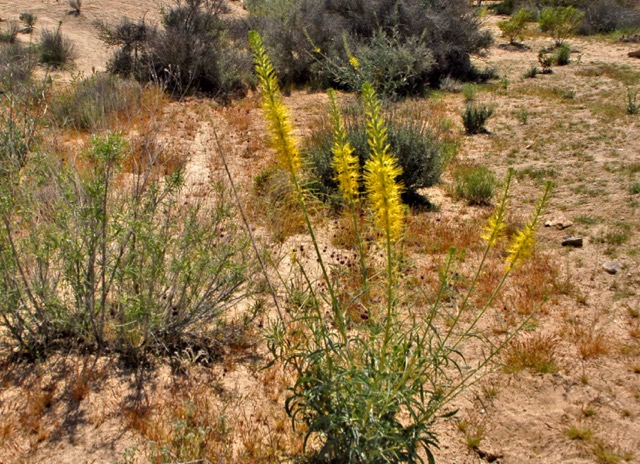 Color photo of yellow flowers on a long stalk of prince's plume. Photo: Horace Birgh