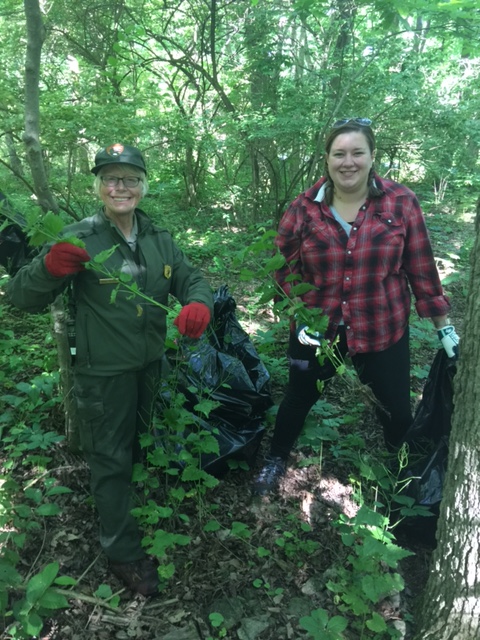 National Park Rangers Kathie Holbrook and Alyssa Kudray tackle the invasive plants. National Park Rangers Kathie Holbrook and Alyssa Kudray tackle the invasive plants.