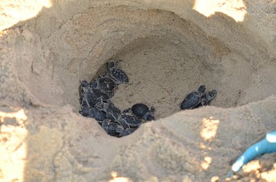 Baby sea turtles