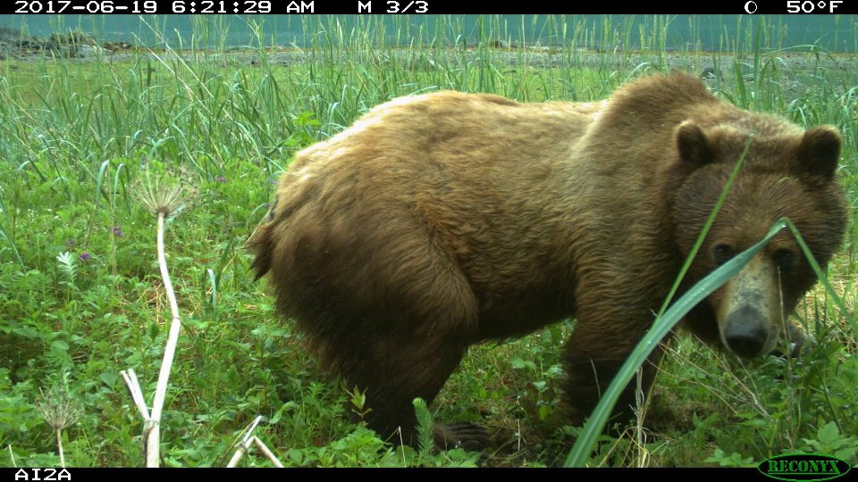 brownbear A brown bear photographed by motion sensor camera at the mouth of Adams Inlet.