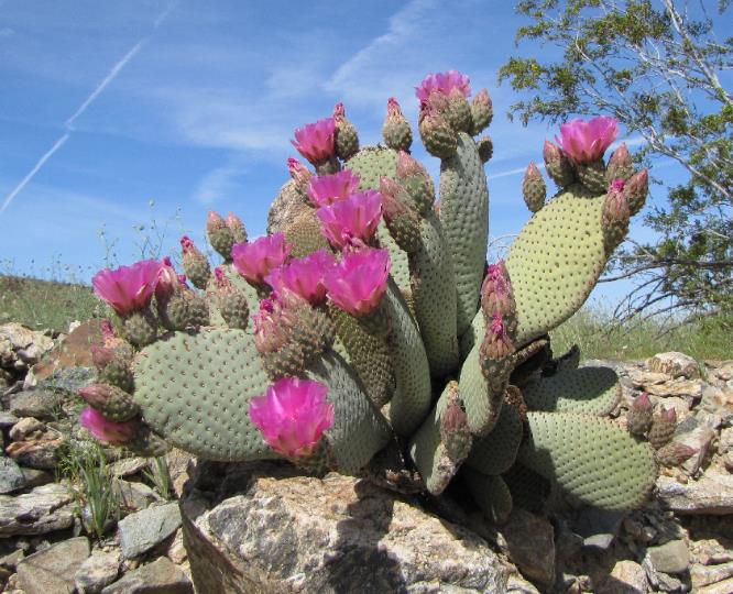 flat pale green cactus paddles topped with intense pink blossoms under a blue sky