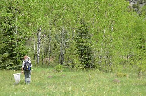 Net Ready Researcher looking for butterflies in a field