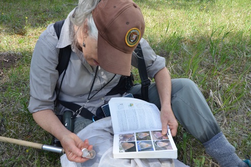 Examining a Specimen Stephanie examining a butterfly that's been netted