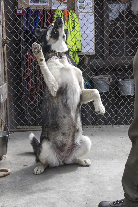 A sled dog sitting on her hind legs, exposing her large belly