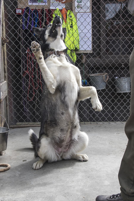 preggo clove 2 A sled dog sitting on her hind legs, exposing her large belly