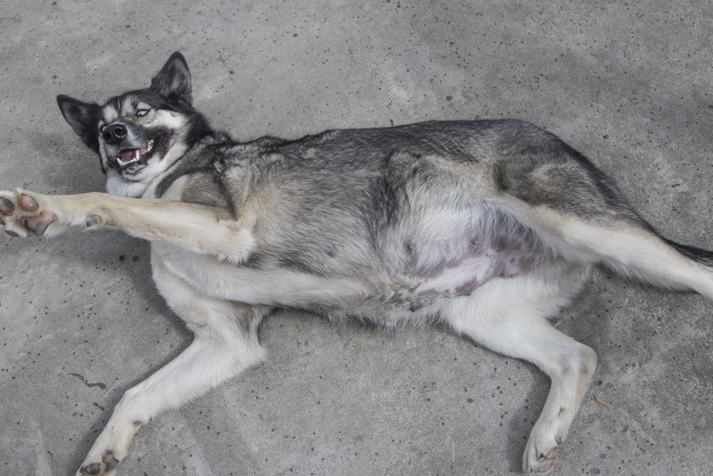 a sled dog lying on her back, exposing her large belly