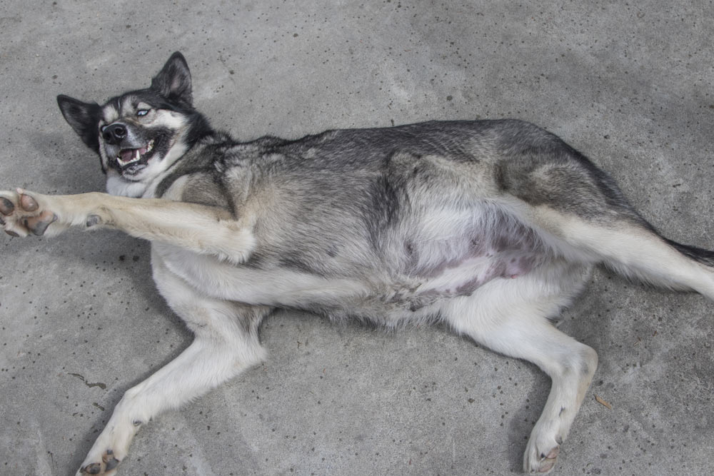 preggo clove a sled dog lying on her back, exposing her large belly