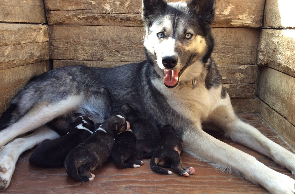 a sled dog nursing seven puppies