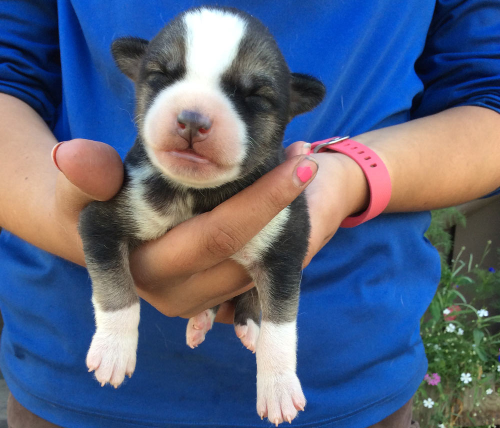 a woman holding a small puppy