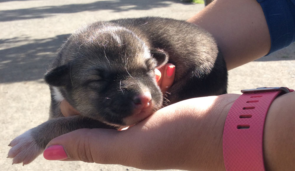 a tiny sled dog puppy being held by a woman