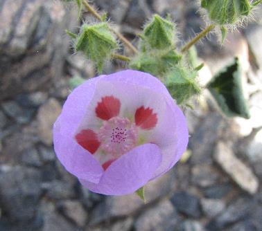 desert five spots (Eremalche rotundifolia) small globe-like pink flower with 5 dark red spots visible inside the flower