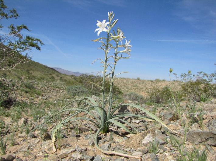 white flowers with long petals grow from the top of talk stalks under blue sky