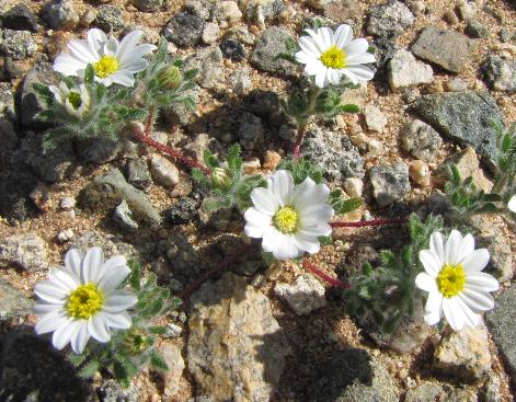 small white flowers with yellow centers growing low to the ground
