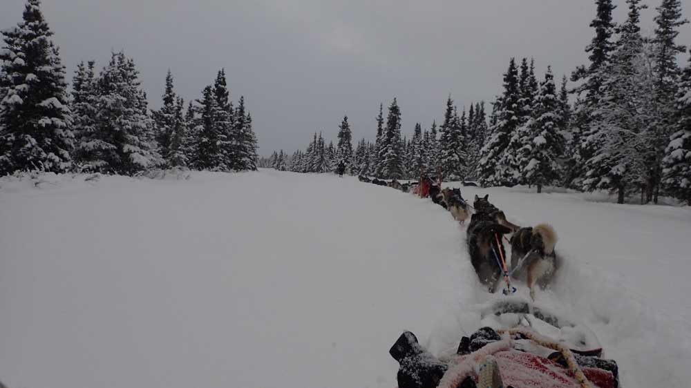 two teams of sled dogs connected together, traveling through a snowy forest