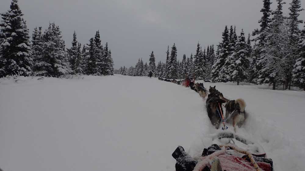 double team two teams of sled dogs connected together, traveling through a snowy forest