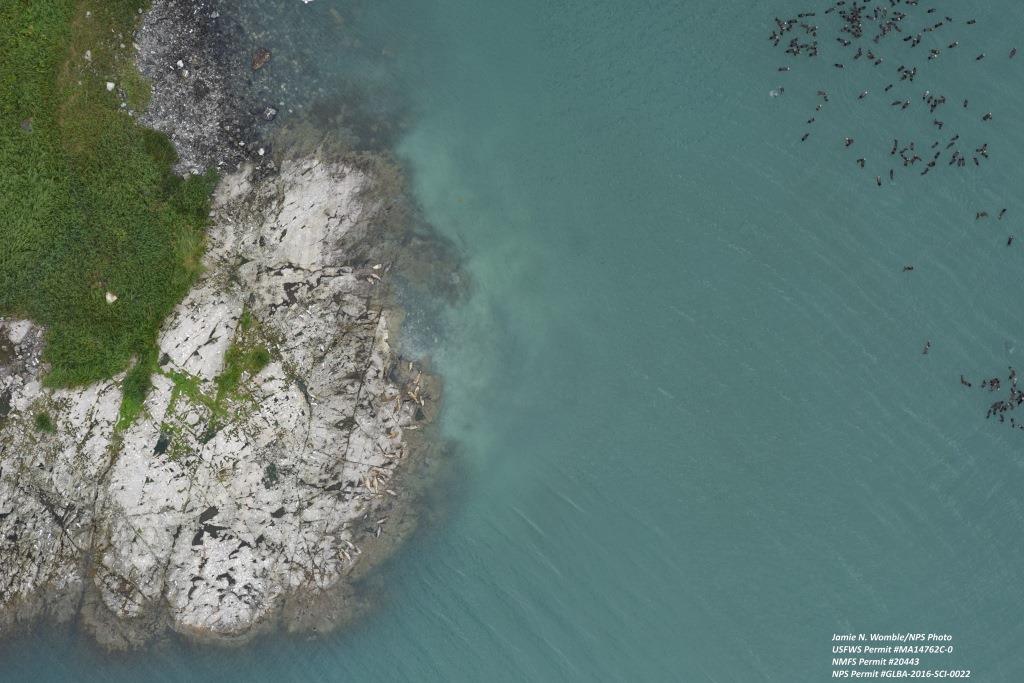 aerial view of sea otters in kelp and harbor seals on rocks