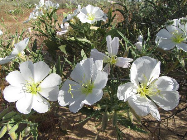 evening primrose (Oenothera sp.) a white flower with large, flat petals and yellow stamen grow in a group low to the ground
