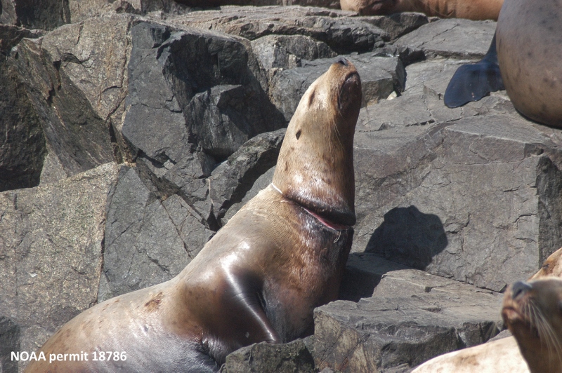 A packing band creates deep scars on a sea lion