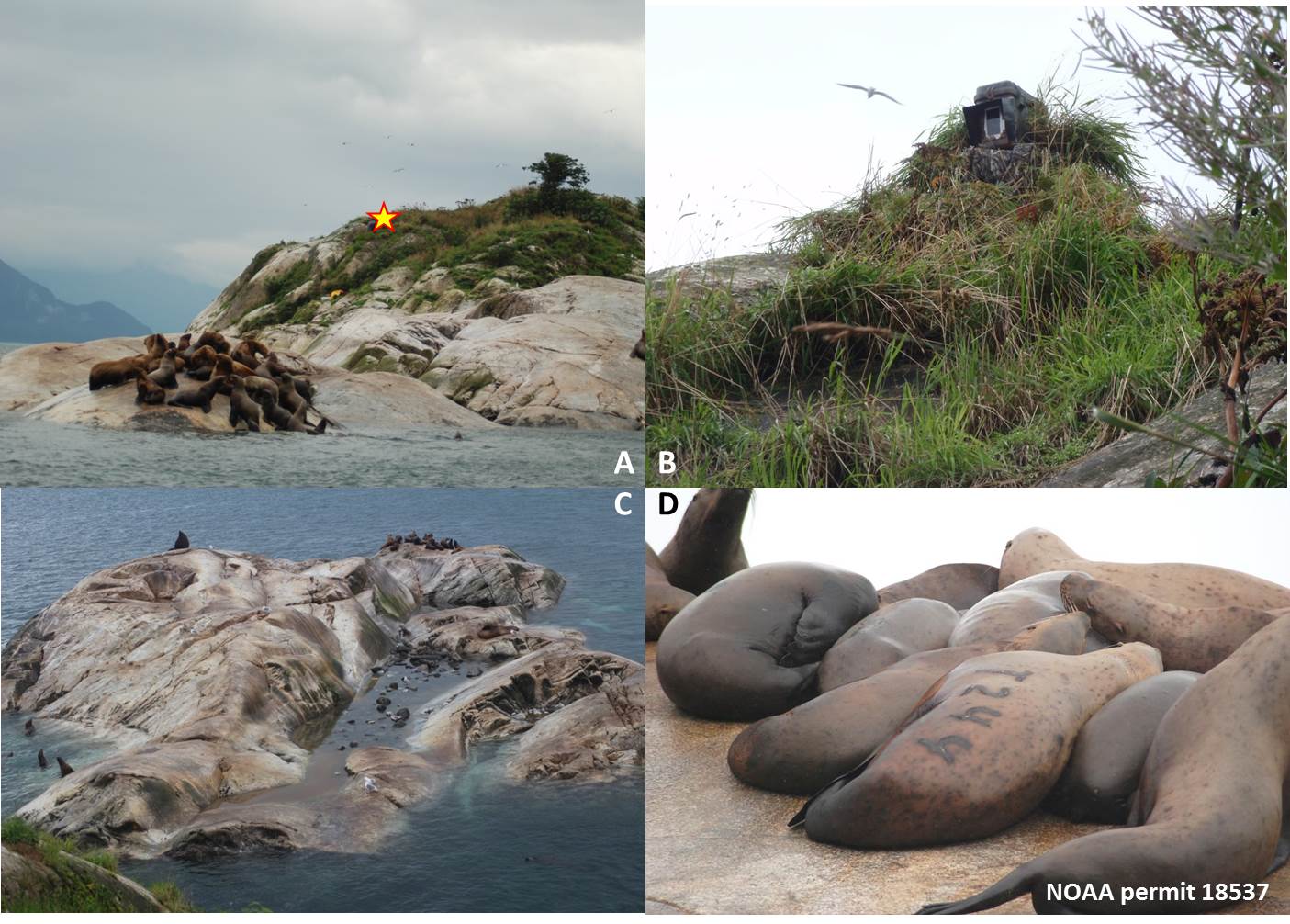 Camera and Steller sea lions on South Marble Island