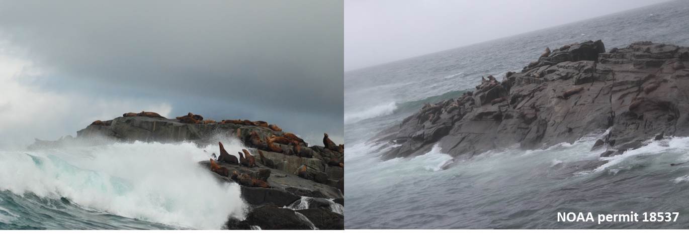 Graves Rock Sea Lion Haul Out Waves crash on rocks with sea lions