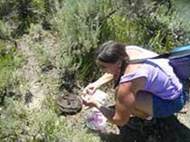 Flo Gardipee gathering bison scat.