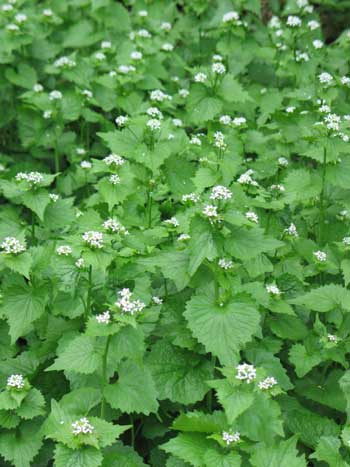 Garlic Mustard picture Garlic Mustard, green leafy plant with white flowers.