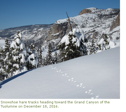 Snowshoe hare tracks in the snow heading toward the Grand Canyon of the Tuolumne Snowshoe hare tracks in the snow heading toward the Grand Canyon of the Tuolumne